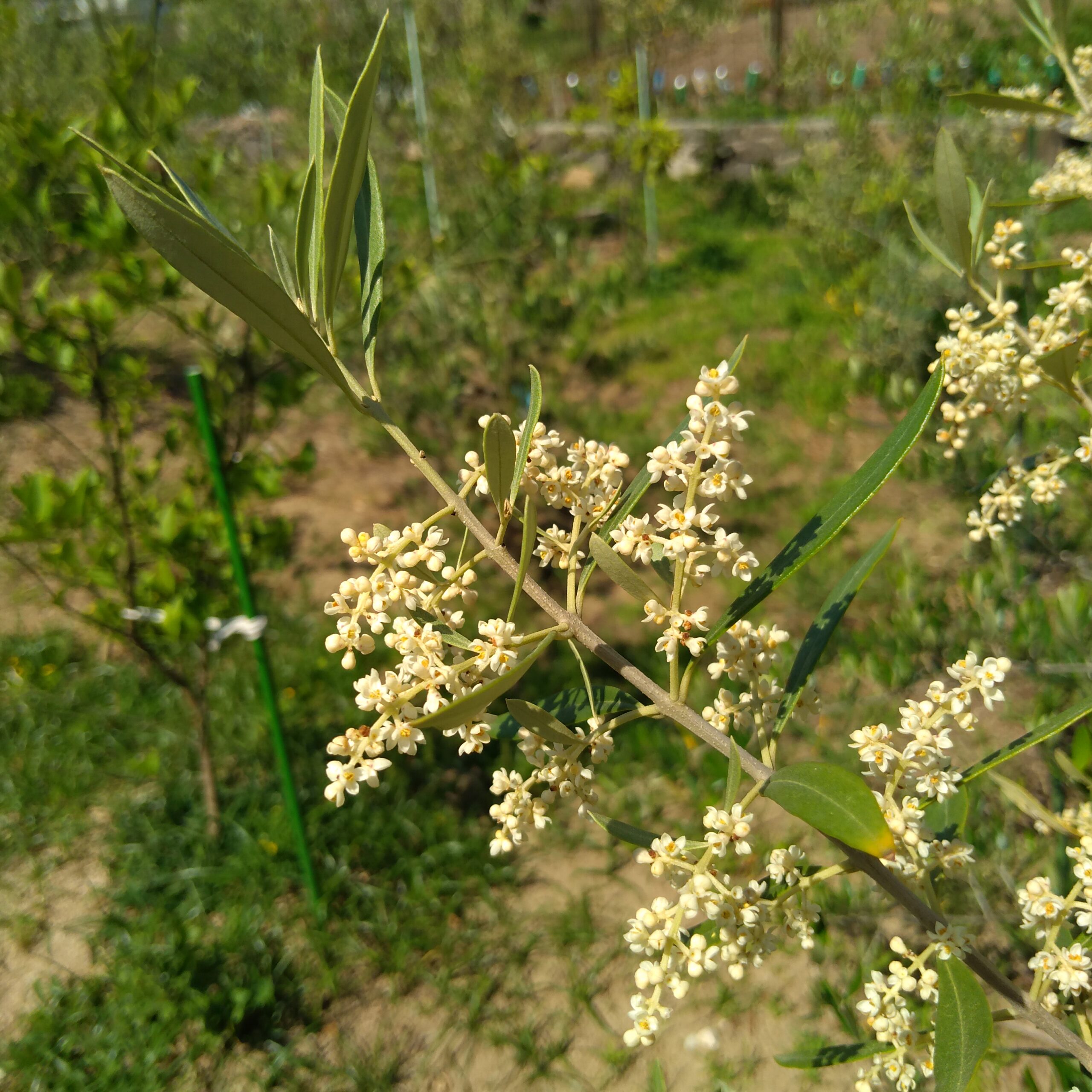 オヒブランカの花